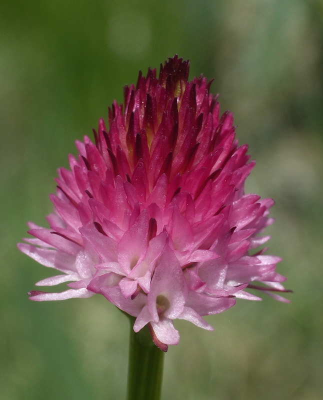 Nigritella corneliana nella splendida e selvaggia Val Maira (CN) luglio 2024.